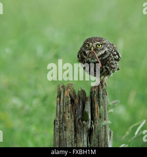 Steinkauz (Athene Noctua) North Yorkshire, England. Stockfoto