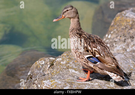 Closeup weibliche Ente Stockente (Anas Platyrhynchos) auf Felsen nahe dem Rand eines Sees Stockfoto