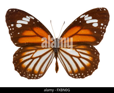 Schwarz geäderten Tiger Schmetterling Stockfoto