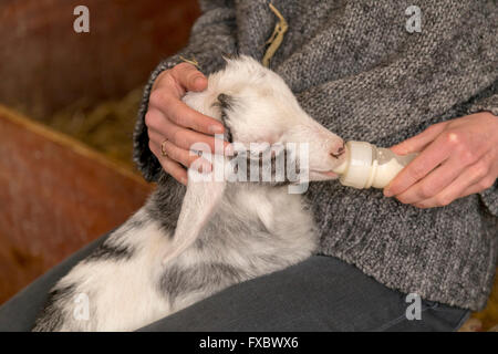 Eine junge Ziege Milch trinken aus einer Flasche auf einem Milchviehbetrieb namens ' t Geertje, Zoeterwoude, Südholland, Niederlande. Stockfoto