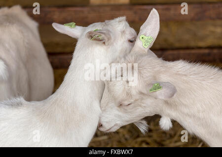 Hausziegen (Capra Aegagrus Hircus) umarmen einander auf einem Milchviehbetrieb, Zoeterwoude, Südholland, Niederlande. Stockfoto