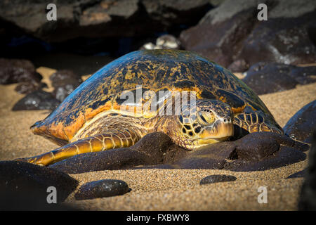 USA, Hawaii, Maui, grüne Meeresschildkröte, Ono, Honu Stockfoto