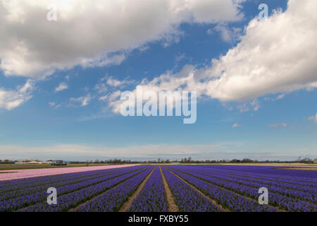 Frühling Zeit in He Niederlande: breit Winkel Ansicht der Blüte rosa und Blaue Hyazinthen, Hillegom, Süd-Holland. Stockfoto