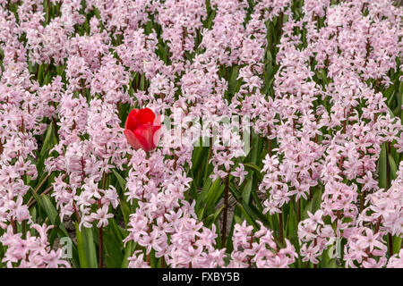 Frühling Zeit in He Niederlande: Odd one Out - eine rote Tulpe Blüte zwischen Rosa Hyazinthen, Hillegom, Süd-Holland. Stockfoto