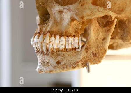 Homo Sapiens Sapiens. Modernen Menschen. Schädel. Unterkiefer. Stockfoto