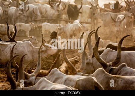 Süd-Sudan. 22. Februar 2016. Ein Junge Mundari hält seine kostbaren Ankole-Watusi Kuh in der Mitte des Lagers. Ankole-Watusi, auch bekannt als Ankole Longhorn oder "Rinder der Könige" ist ein 900 bis 1.600 Pfund Landrasse Rinderrasse ursprünglich aus Afrika mit markanten Hörner, die bis zu 8 ft hoch erreichen können. © Tariq Zaidi/ZUMA Wire/ZUMAPRESS.com/Alamy Live-Nachrichten Stockfoto