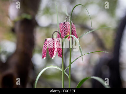 Zwei Blüten auf einem Schach-Blume in einem Vorgarten nach einem Regenschauer in Frankfurt Am Main, Deutschland, 13. April 2016 ersichtlich. Die Schach-Blume gilt als in freier Wildbahn und somit unter Schutz nach Bundesdatenschutzgesetzes Arten gefährdet. Foto: Frank Rumpenhorst/dpa Stockfoto