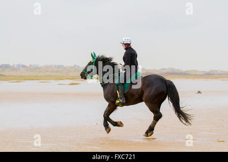 Southport, Merseyside, UK. 14. April 2016. UK Wetter. Brackens Rane ein 22 Jahr Colt von seiner Besitzerin Liz Rosell ausgeübt wird. Das Pferd ist gerade vor kurzem reshoed wurde und seinen Besitzer bringt ihn aus Lancashire für eine Fahrt alle paar Wochen die alten Schuh Nagellöcher zu desinfizieren und seine Füße waschen im heilenden Wasser der Irischen See. Elizabeth hatte einen schweren Sturz auf den Strand vor 18 Monaten und immer noch trägt ein Neck Brace, wie sie reitet. Stockfoto