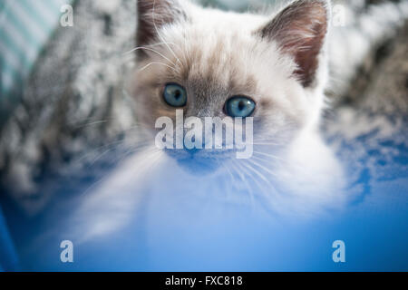 Bild eines Birma Kitten, aufgenommen am 04.08.2016 in Büdesheim Stockfoto