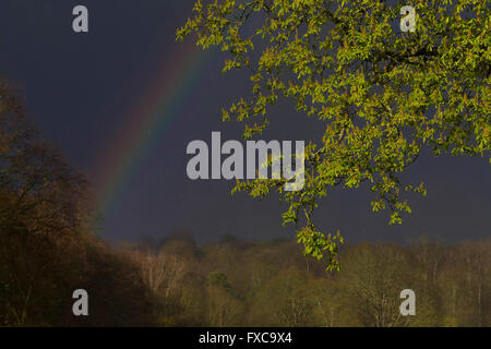 Abington Park, Northampton, Wetter, 14. April 2016. Schwerer Regen und Hagel Sturm als Prognose mit einem Regenbogen über den Park. Bildnachweis: Keith J Smith. / Alamy Live News Stockfoto