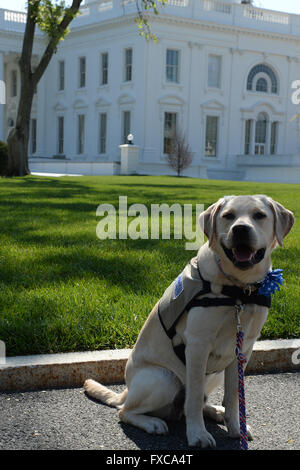 14. April 2016 - Washington, District Of Columbia, USA - 4/14/16-das Weiße Haus - Washington DC... Bunce, macht ein Begleithund in der Ausbildung für verwundete Krieger einen Besuch im Weißen Haus.  .. Fotos von:-ImageCatcher News (Credit-Bild: © Christy Bowe/Globe Fotos über ZUMA Draht) Stockfoto