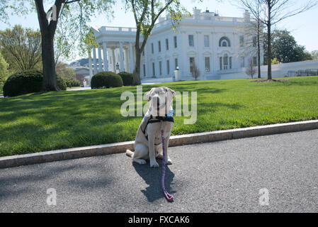 14. April 2015, Washington DC, The White House, USA: Bunce ist ein Labrador, die ausgebildet wird, mit verwundeten Krieger, im Weißen Haus zu arbeiten, Bunce brachte ins Weiße Haus zu helfen, Bewusstsein für unsere Nation Helden, die die physischen und psychischen Schäden des Krieges zu kämpfen.  Patsy Lynch/Alamy Stockfoto