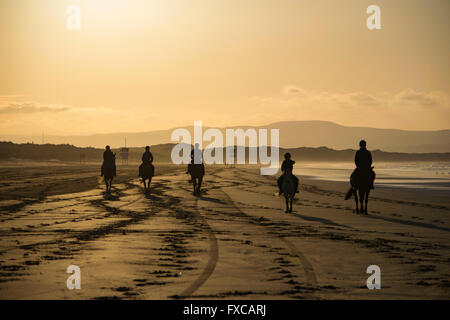 Benone Strand, Downhill, Limavady, Co-Londonderry, UK 14. April 2016 Fahrer trainieren ihre Pferde auf Benone Strand bei einem schönen sonnigen Abend Credit: Eoin McConnell/Alamy Live News Stockfoto