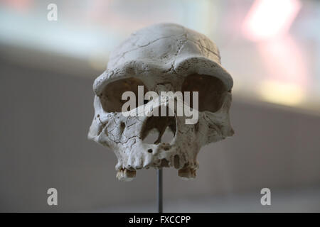 Homo Heidelbergensis. Europa. -600.000-160.000. Mediu Pleistozän. Größe des Gehirns: 1100-1400 cm3. Modus 2 (Acheuléen). Stockfoto