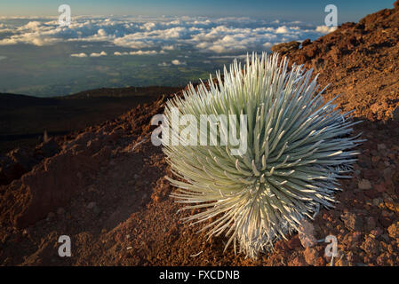 USA, Hawaii, Maui, Haleakala, Nationalpark, Haleakala Silversword, Argyroxiphium Sandwicense Subspecies macrocephalum Stockfoto