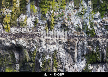 Gemeinsamen Guillemot Uria Aalge, Kolonie auf Felsvorsprung, Skomer, Pembrokeshire, UK im Juni. Stockfoto