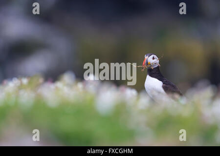 Papageitaucher Fratercula Arctica, Erwachsene, Porträt Hintergrundbeleuchtung hält Zweig, der Docht Skomer, Wales, UK im Juni. Stockfoto