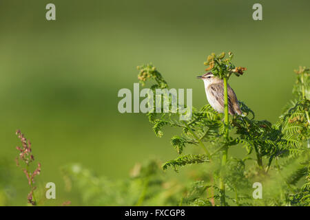 Schilfrohrsänger Acrocephalus Schoenobaenus, Erwachsene, thront auf Vegetation, Skomer, Pembrokeshire, Großbritannien im Juni. Stockfoto