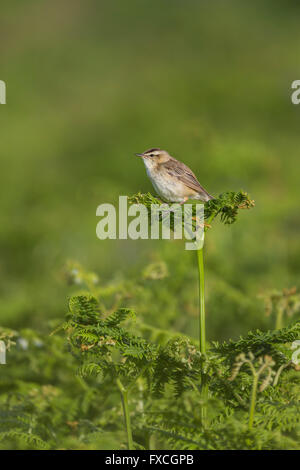 Schilfrohrsänger Acrocephalus Schoenobaenus, Erwachsene, thront auf Vegetation, Skomer, Pembrokeshire, Großbritannien im Juni. Stockfoto