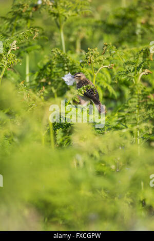 Schilfrohrsänger Acrocephalus Schoenobaenus, Erwachsene, thront auf Vegetation, Skomer, Pembrokeshire, Großbritannien im Juni. Stockfoto