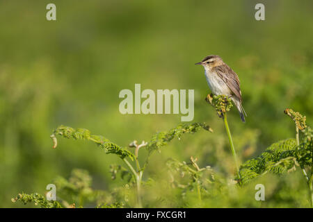 Schilfrohrsänger Acrocephalus Schoenobaenus, Erwachsene, thront auf Vegetation, Skomer, Pembrokeshire, Großbritannien im Juni. Stockfoto