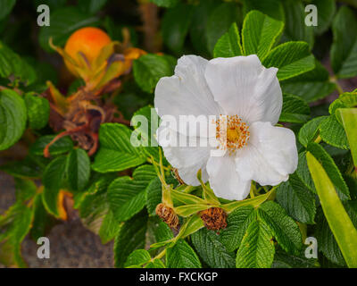 Rosa Rugosa Beach Rosa Salz Spray Rose auch Strandtomaten für seine orangefarbenen Rosenhüften aus nächster Nähe an einem Strand an der Küste Narragansett Rhode Island Stockfoto