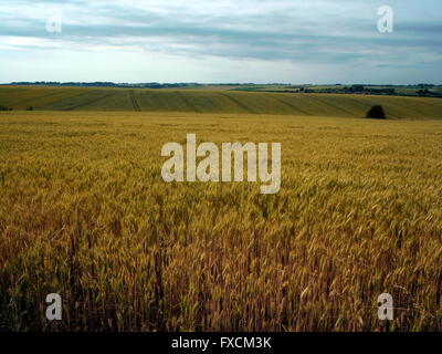 AJAXNETPHOTO. 2015. BOUZINCOURT, FRANKREICH. -GERIFFELTE AGRARLANDSCHAFT IN DER NÄHE VON 1916 BRITISCHE FRONTEN IN DER SCHLACHT AN DER SOMME, ZWISCHEN ENGLEBERMER UND BOUZINCOURT. FOTO: JONATHAN EASTLAND/AJAX REF: GXR150207 75031 Stockfoto