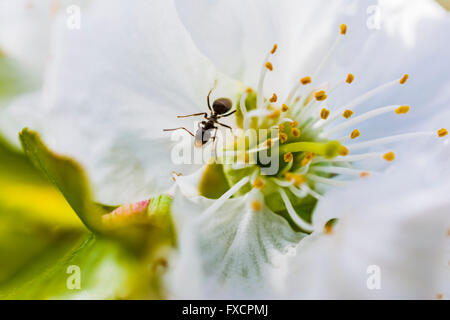 Ameise in Kirschblüte. Tal Jerte. Cáceres. Extremadura. Spanien. Europa Stockfoto