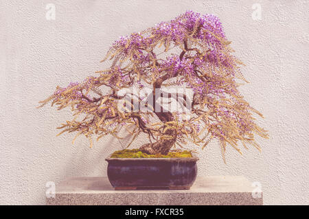 Blühenden japanischen Blauregen Bonsai rosa Blumen (Wisteria Floribunda) mit verblassten Wirkung Stockfoto