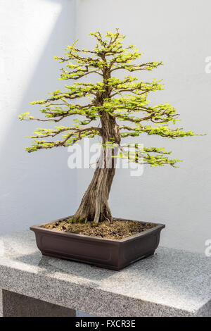 Kahle Zypresse Bonsai (Taxodium Distichum) Stockfoto