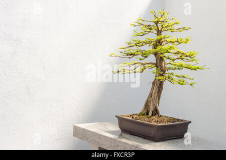 Kahle Zypresse Bonsai (Taxodium Distichum) Stockfoto