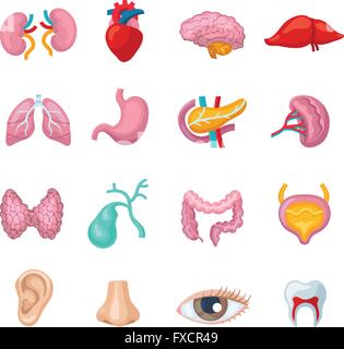 Menschliche Organe Set Stock Vektor