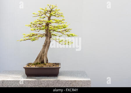 Kahle Zypresse Bonsai (Taxodium Distichum) Stockfoto