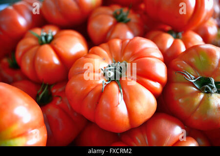 Die Tomate ist die essbare, oft rote Beere-Art Frucht der Nachtschatten Solanum Lycopersicum, allgemein bekannt als eine Tomatenpflanze. Stockfoto