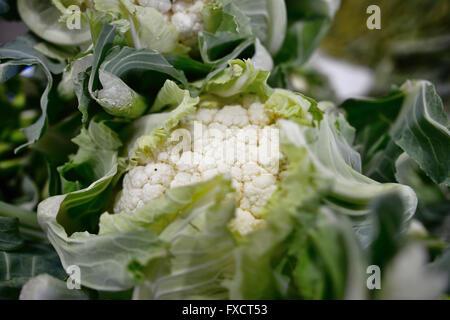 Blumenkohl ist eine von mehreren Gemüse in der Gattung Brassica Oleracea, in der Familie Brassicaceae. Calahorra, La Rioja, Spai Stockfoto