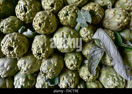 Die Artischocke - Cynara Cardunculus var Scolymus - ist eine Vielzahl von Arten der Distel als Nahrungsmittel angebaut. Stockfoto