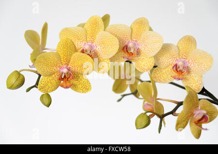 Gelbe Phalaenopsis oder Motte Orchidee Blumen Stockfoto