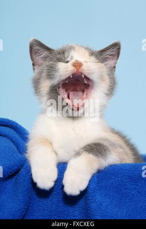 Britisch Kurzhaar Kätzchen Stockfoto