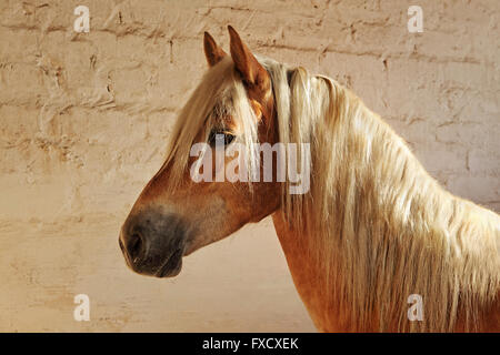 Tyrolean Haflinger Pferde stehen im Stall, Nord-Tirol, Österreich Stockfoto