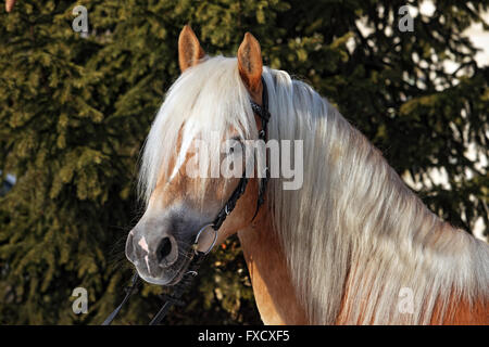 Tyrolean Haflinger Pferde stehen im Stall, Nord-Tirol, Österreich Stockfoto