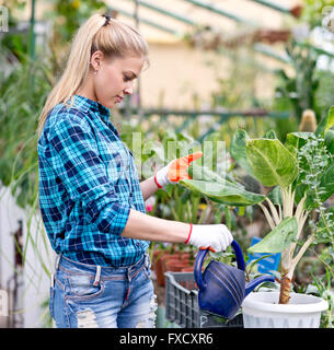 weibliche Gärtner arbeiten im Gewächshaus Stockfoto