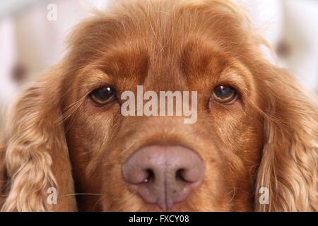 English Cocker Spaniel Augen Stockfoto