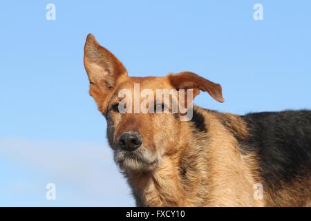 Airedale-Terrier-Schäfer Portrait Stockfoto