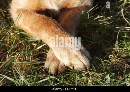 Airedale-Terrier-Shepherd Pfoten Stockfoto