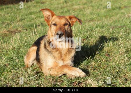 Airedale-Terrier-Hirte liegend Stockfoto