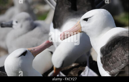 Ein paar Black-browed Albatross (Thalassarche Melanophris) zeigen umwerben Verhalten an ihrem Nest. Saunders Island Stockfoto