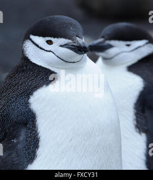 Kinnriemen Pinguine (Pygoscelis Antarctica) Saunders Island, Süd-Sandwich-Inseln. Süd-Atlantik. 25 Feb 16 Stockfoto