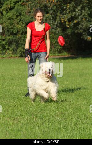 Goldendoodle spielen Stockfoto