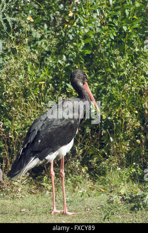 Der Schwarzstorch oder Ciconia Nigra ist ein großer waten Vogel in der Storch Familie Ciconiidae Stockfoto