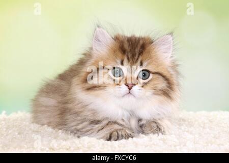 liegenden Highlander Kitten Stockfoto